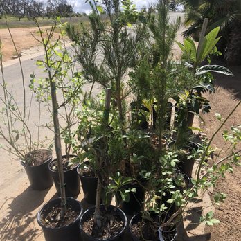 Halls Plant Nursery 45 Photos 33 Reviews Nurseries Gardening Photo Of Halls Plant Nursery Temecula Ca United States Love My New