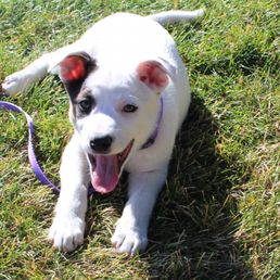 lifeline puppy rescue brighton co lifeline puppy rescue 10 fotos y 19 rese 241 as albergue de animales 15171 lifeline puppy rescue brighton co lifeline puppy rescue 10 fotos y 19 rese 241 as albergue de animales 15171