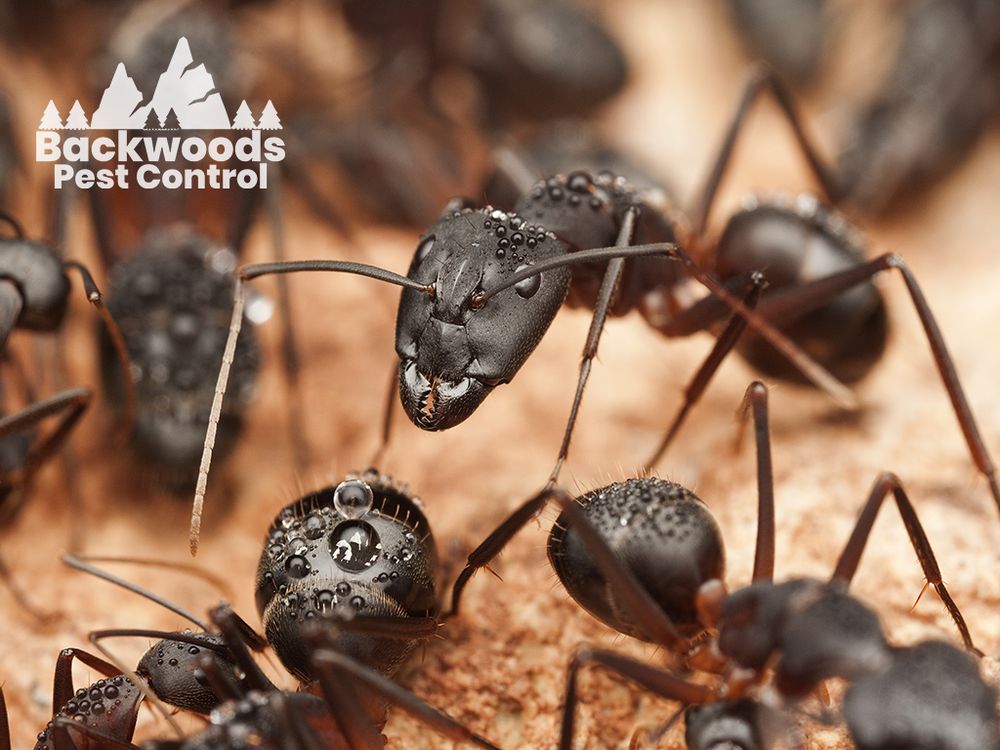 Backwoods Pest Control