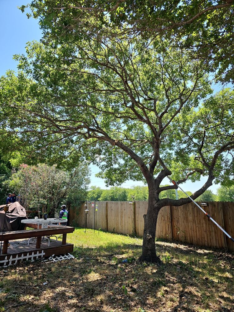 Valdez Tree Service