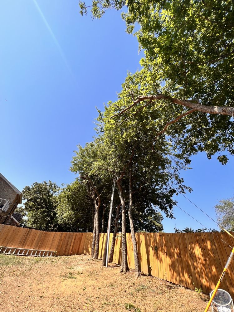 Jose‘s Tree Services