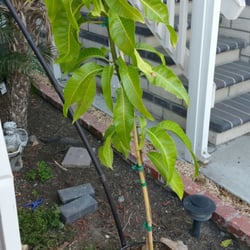 Exotica Rare Fruit Nursery 191 Photos 69 Reviews Nurseries Photo Of Exotica Rare Fruit Nursery Vista Ca United States Carrie Mango