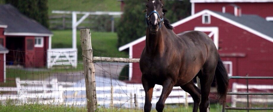 Shallow Brook Farm