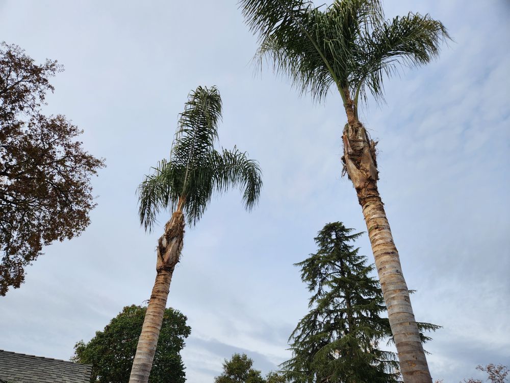 Sky Crew Tree Service