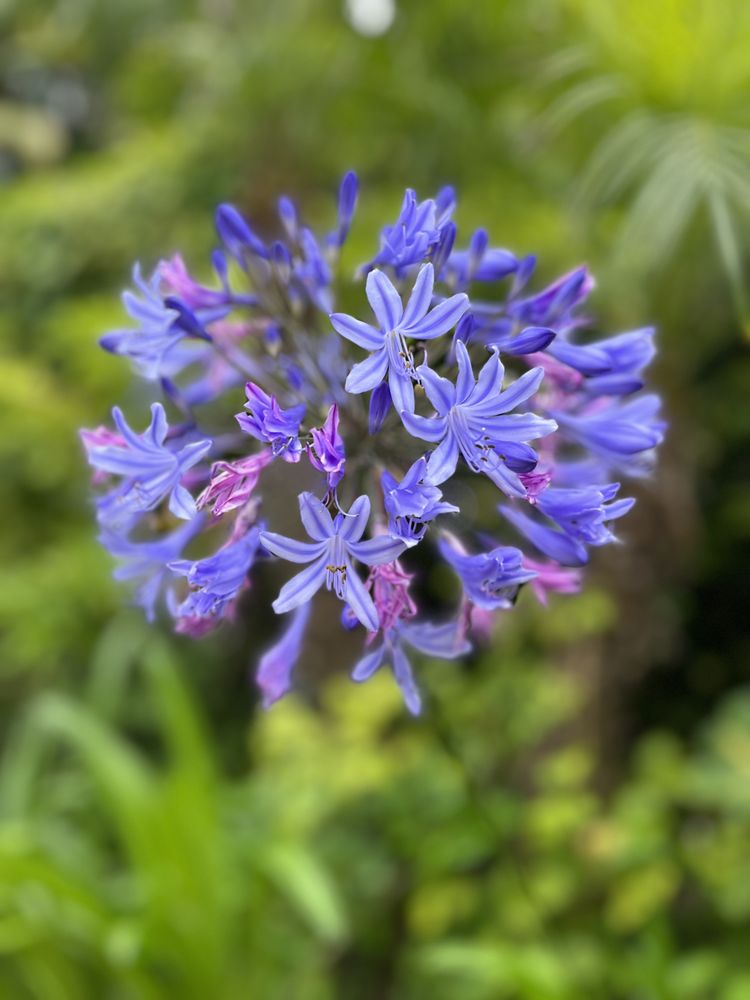 Diana McPherson Photography