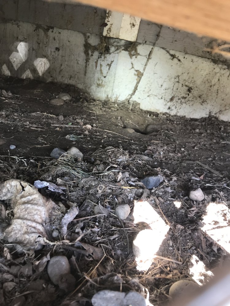 Ferguson Pest Solutions