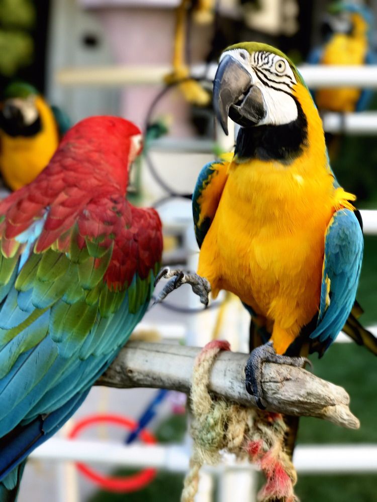 Wildlife Habitat 142 Photos & 39 Reviews Zoos 3555 Las Vegas Blvd