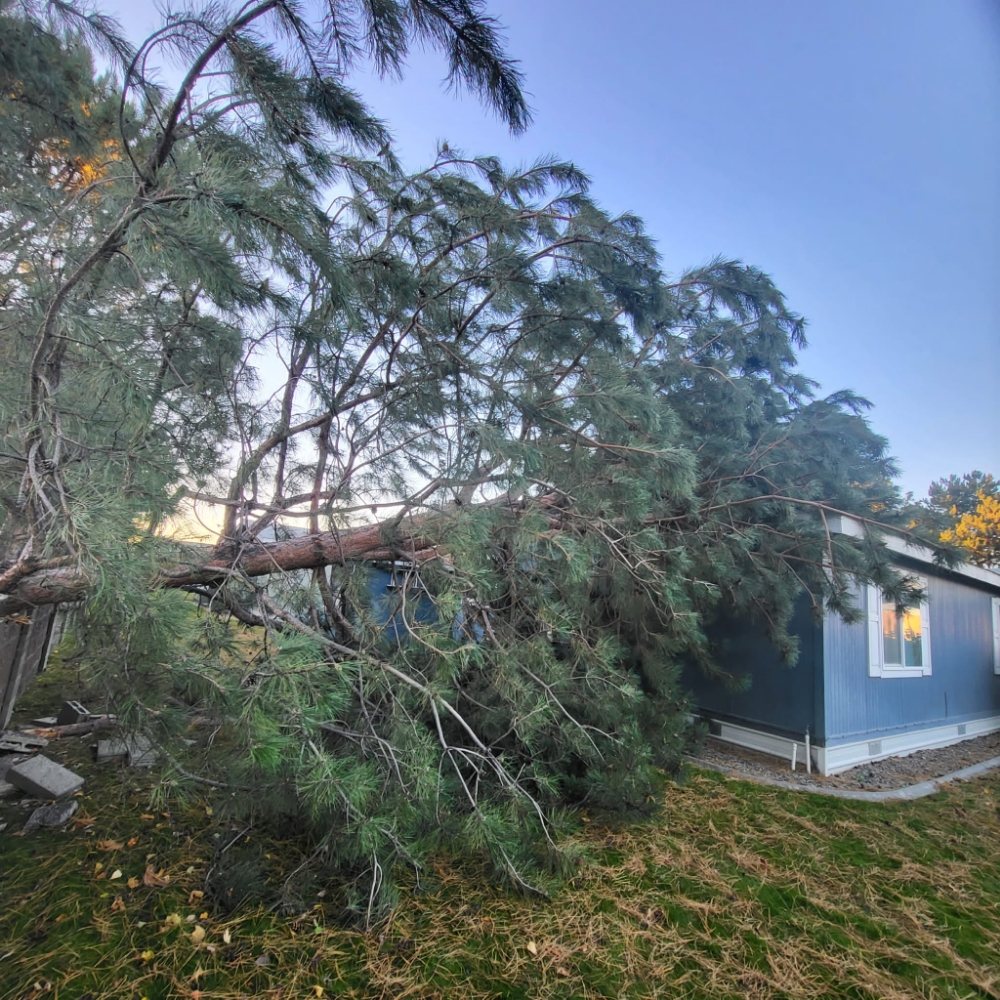 Supreme Tree Service