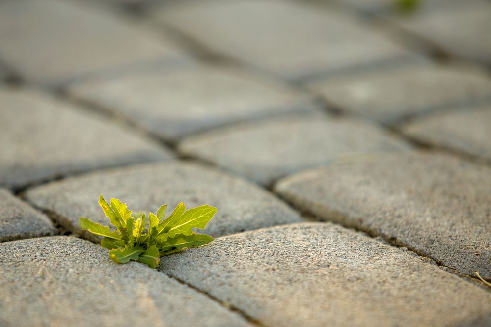 Paver Restore