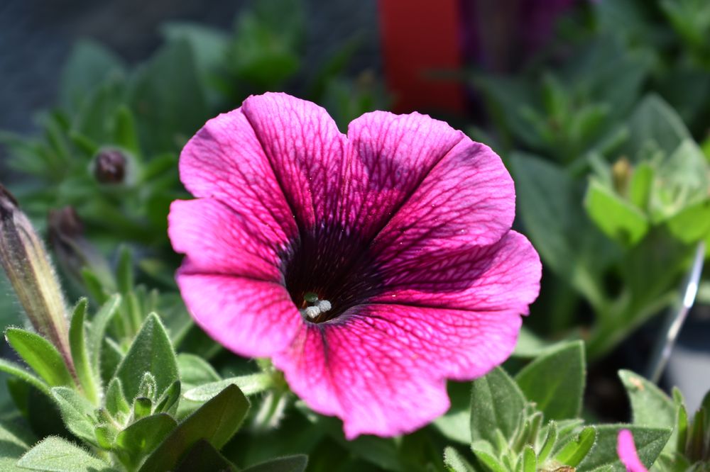 Airport Garden Center