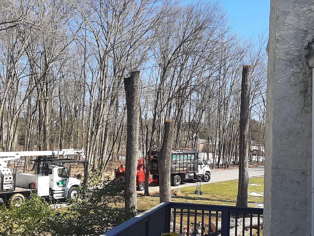 Mason's Tree Service