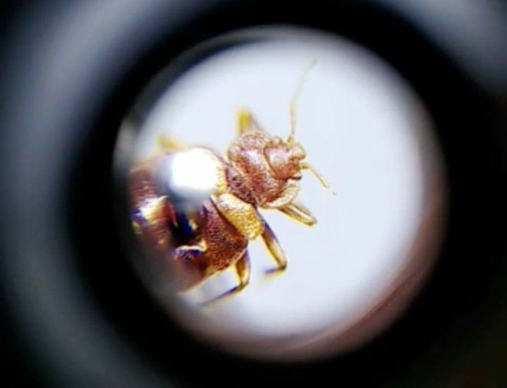 Rams Pest Control