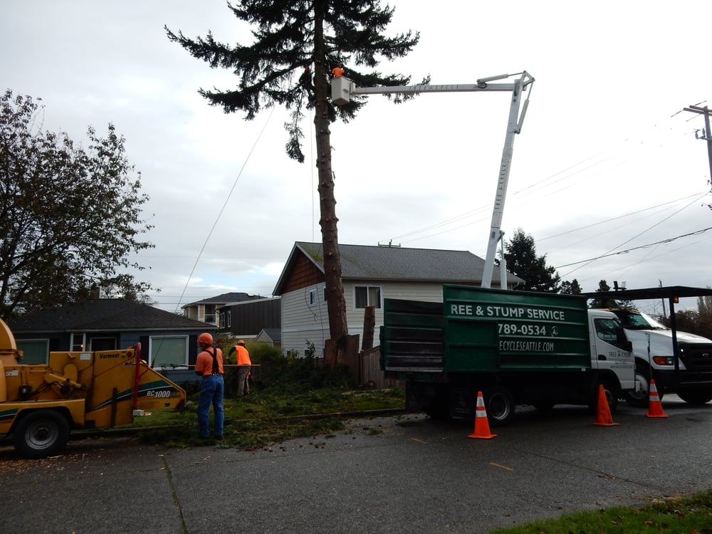 Photos for Seattle Tree Care Yelp