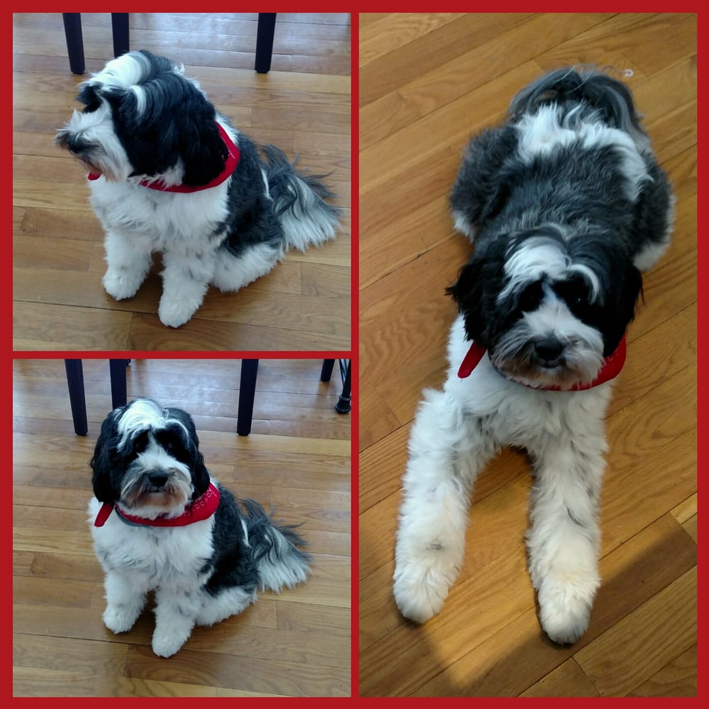 Greenfield Hill Dog Grooming