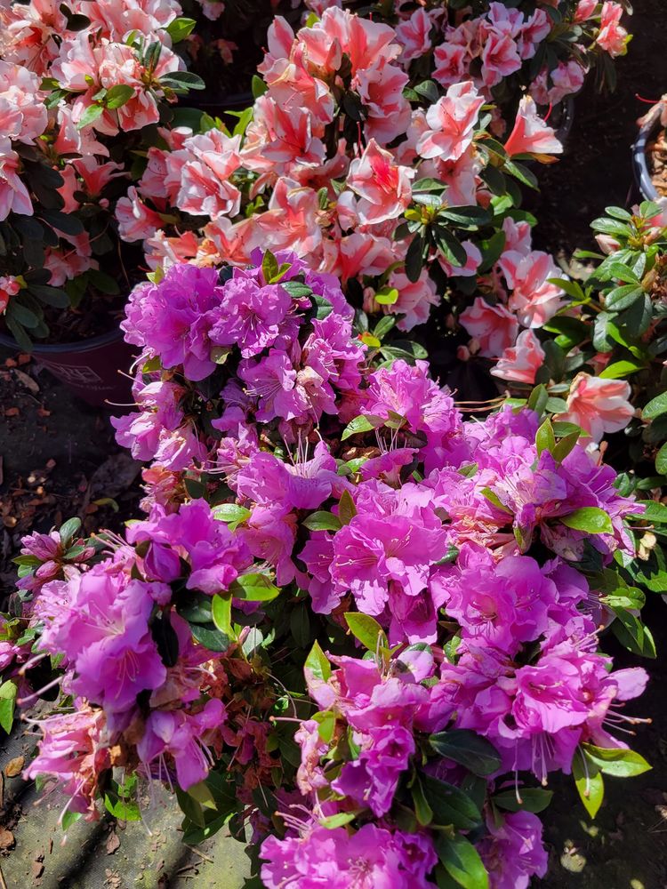 Seasonal Images Landscaping and Lawn Care