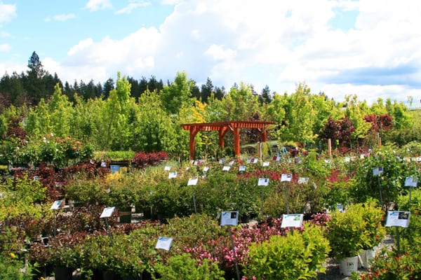 Aspen Nursery Nurseries Gardening 6075 E Commerce Lp Post Photo Of Aspen Nursery Post Falls Id United States