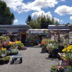 King S Nursery 54 Photos 65 Reviews Nurseries Gardening Photo Of King S Nursery Santa Rosa Ca United States Welcome To Their