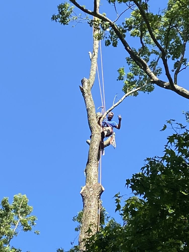 Alexis Tree Service