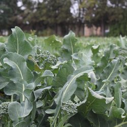 Lakeside Organic Gardens Fruits Veggies 25 Sakata Ln Photo Of Lakeside Organic Gardens Watsonville Ca United States Hy Baby Broccoli