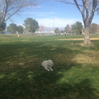 dog parks in las vegas dog parks in las vegas