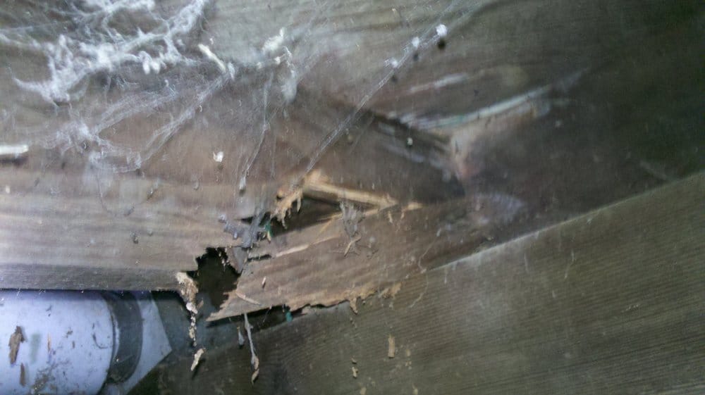 A floor joist damage by Anobiid Beetles (wood boring beetles) Yelp