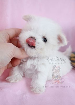 Teacups, Puppies & Boutique 5195 University Dr Davie, FL Shoe Stores ... Teacups, Puppies & Boutique 5195 University Dr Davie, FL Shoe Stores ...