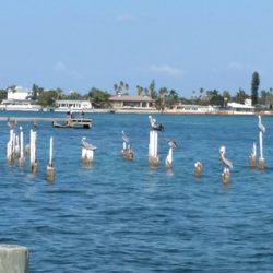 Merry Pier 14 Photos Boating 801 P A Grille Way St Pete Photo Of Merry Pier St Pete Beach Fl United States
