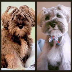 creative k9 clips 77 photos 84 reviews pet groomers 5617
