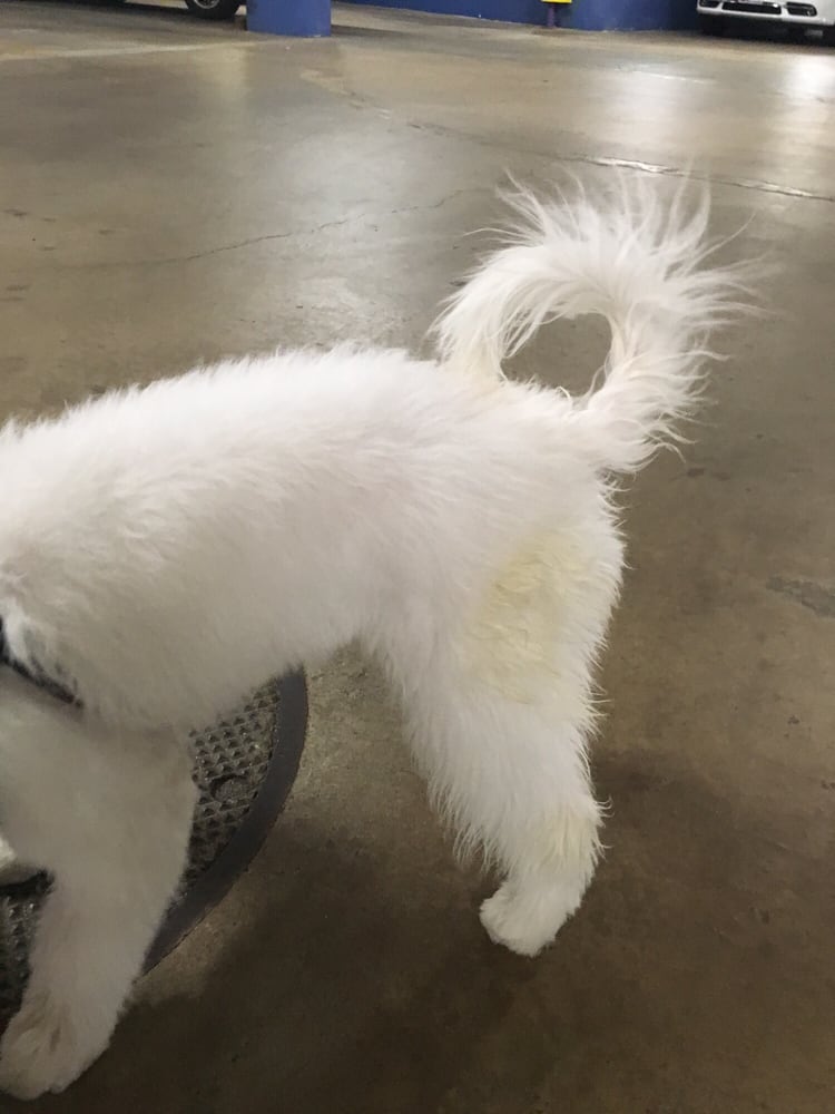 Your Dog's Best Friends