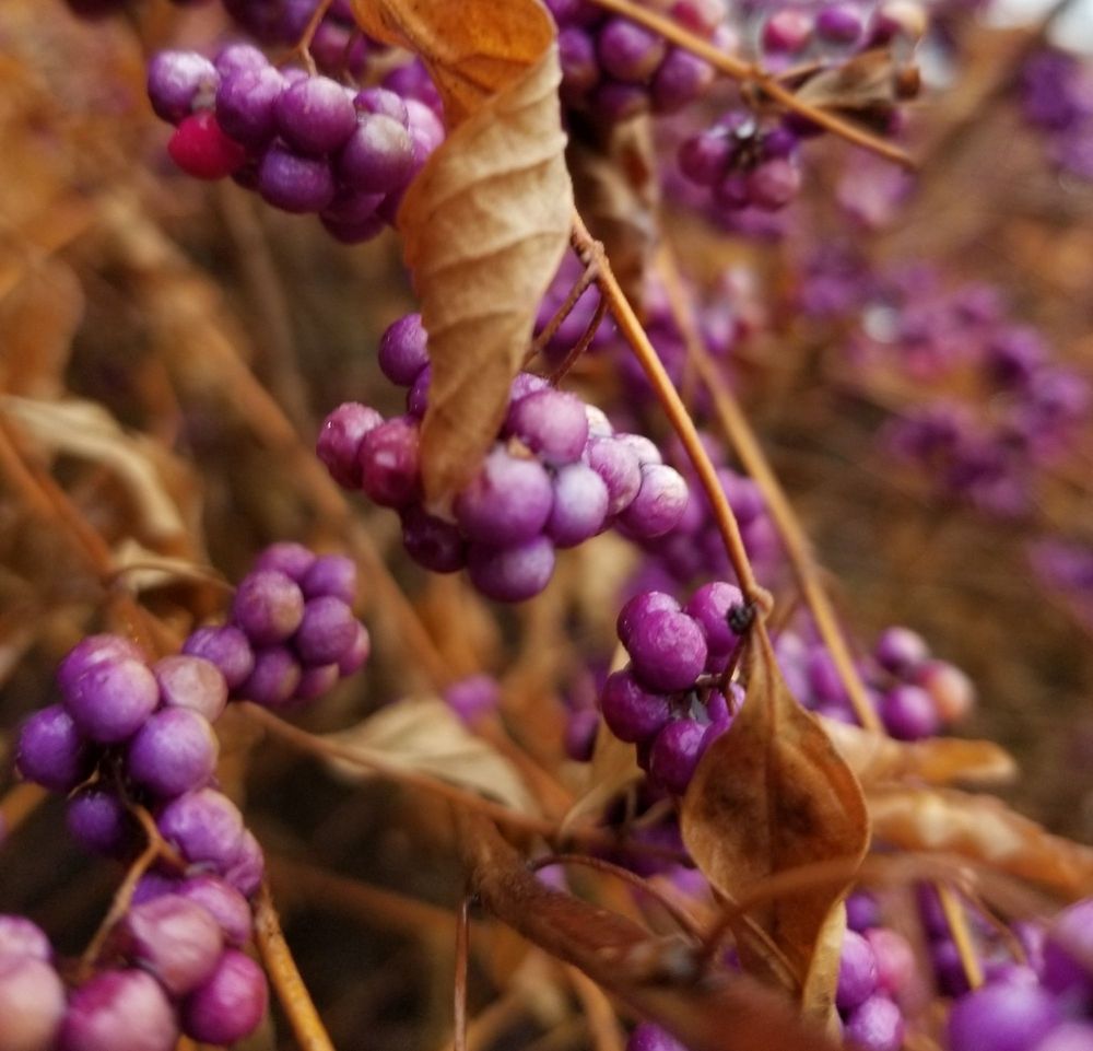 Marino's Pizza & Pasta House Reviews York, PA One Bite