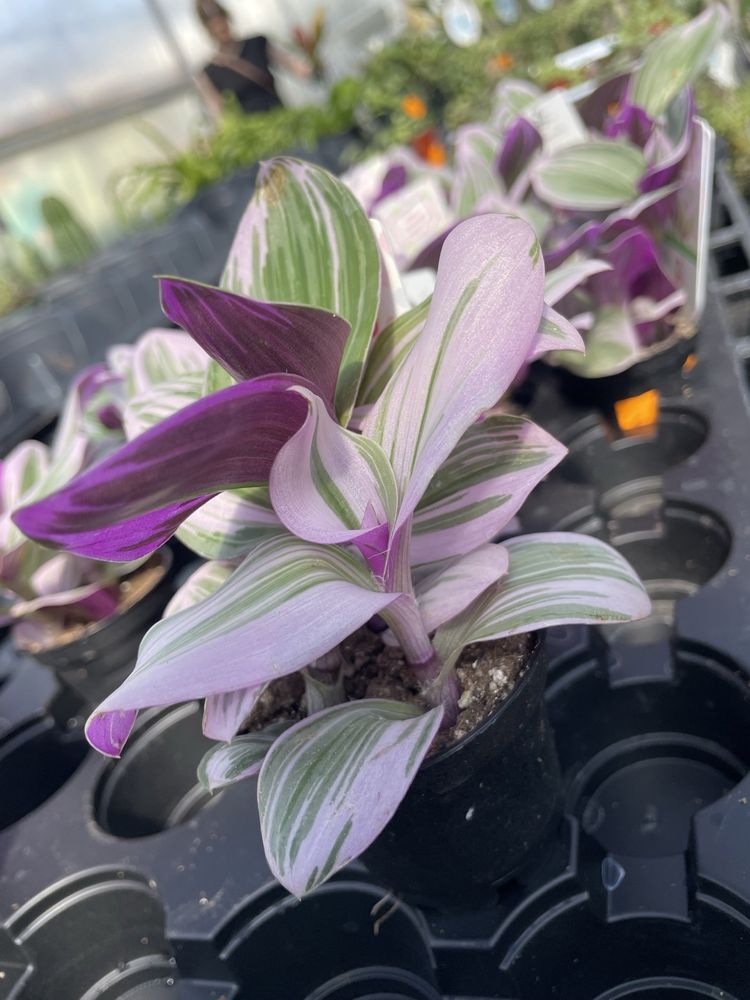 Wilson's Nursery & Garden Center