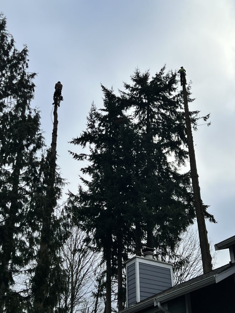 Pacific Tree Services