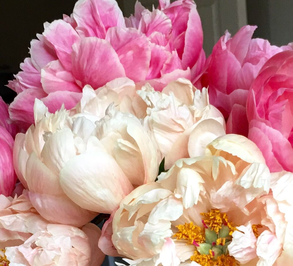 Oakland Flower Market 219 Photos & 84 Reviews Florists 821