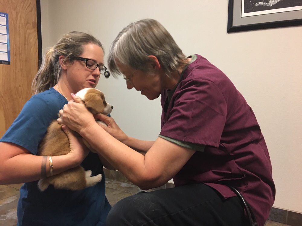 Gruda Veterinary Hospital - 28 Reviews - Veterinarians - 9 Rumble Rd