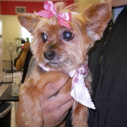 bow wow dog grooming bow wow dog grooming
