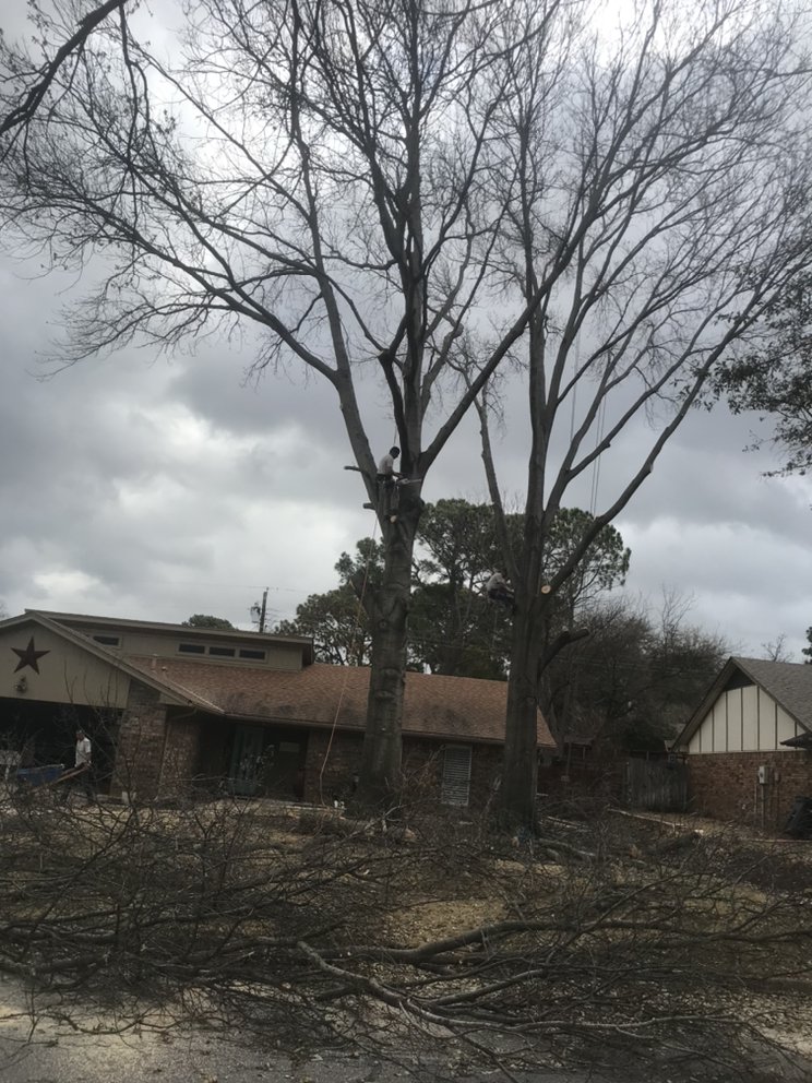 Alvarado Tree Trimming & Care