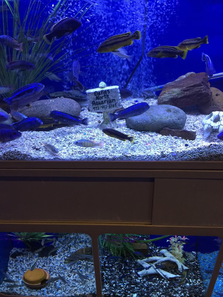 Dallas North Aquarium 23 Photos & 53 Reviews Aquarium Services