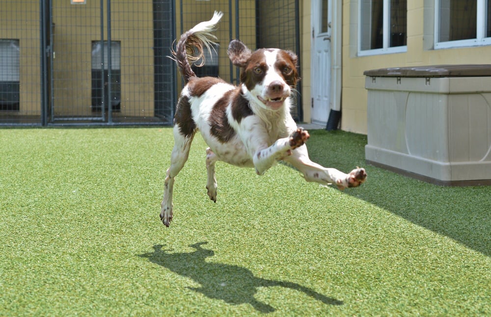 Pet Paradise 50 Photos & 121 Reviews Pet Groomers 7511 Monroe Rd