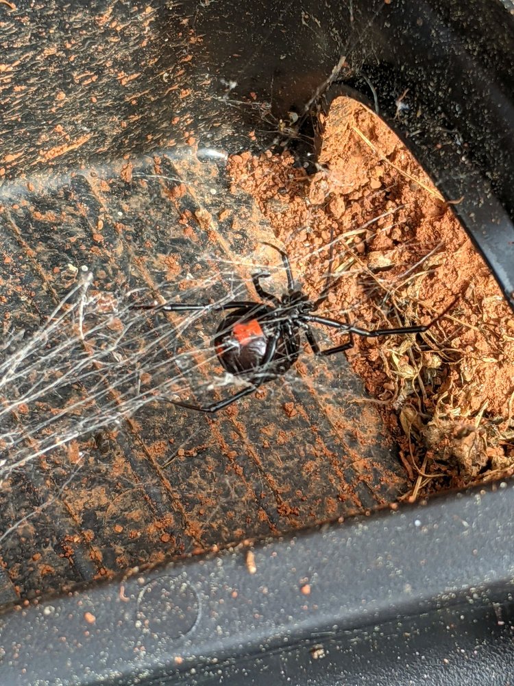 Pest-X Exterminating