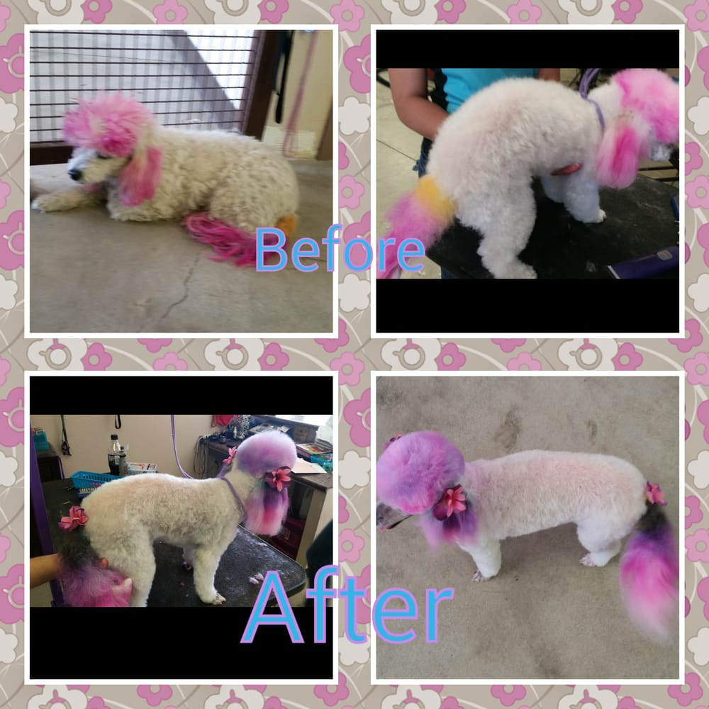 Happy Paws Pet Grooming and Boarding 21 Photos & 19 Reviews Pet