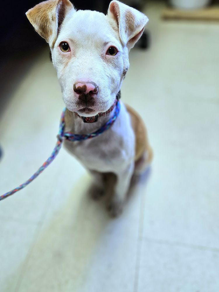 Happy Dogz Rescue