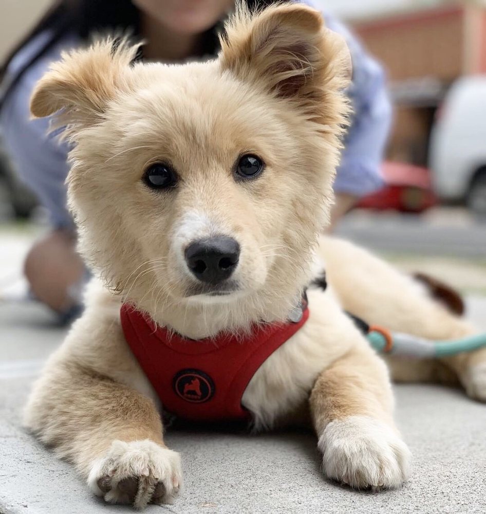 Korean K9 Rescue