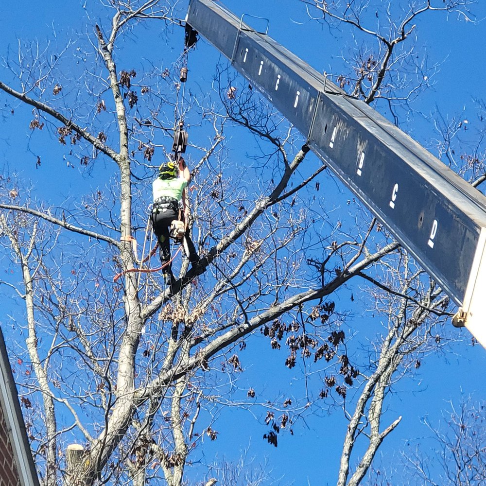 WildMiller Tree Service