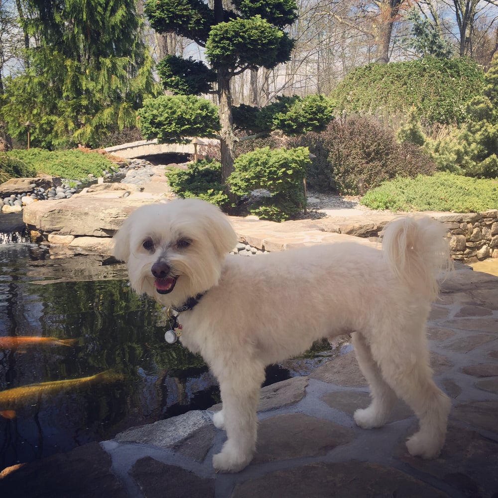 The Downtown Dog Pet Groomers 120 Housatonic Ave, New Milford, CT