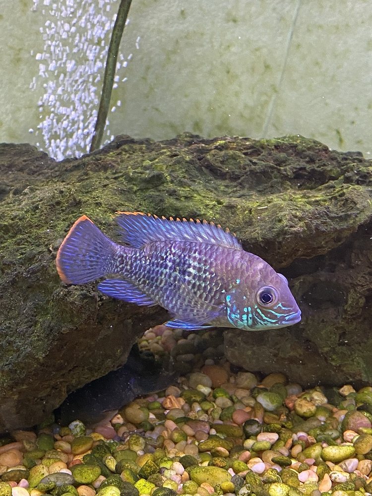 Pet Groomers Cindi's Pet Aquarium Center Animal Expressions