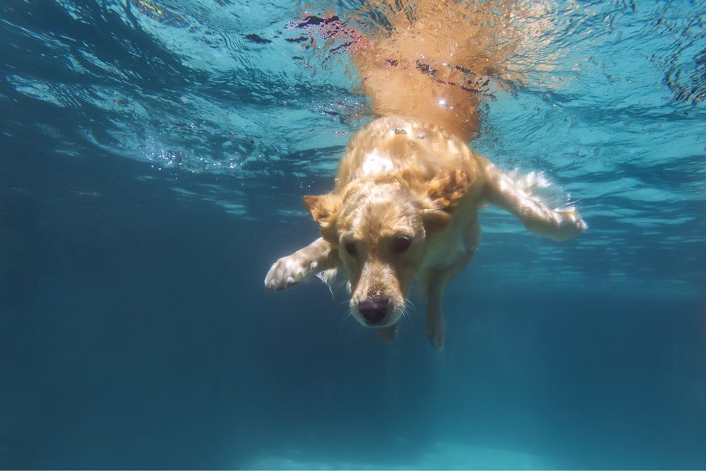Lone Star Pool Services