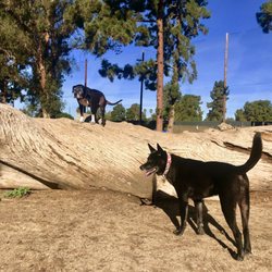 long beach dog park long beach dog park