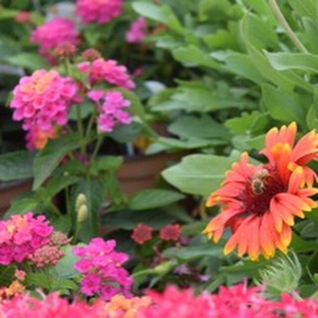 Cherry Valley Nursery & Landscape Supply 61 Photos & 44 Reviews