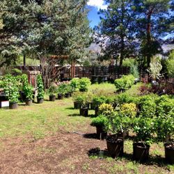 Homestead Nursery Nurseries Gardening 1720 E 6400 S Salt Lake Photo Of Homestead Nursery Salt Lake City Ut United States Bushes And