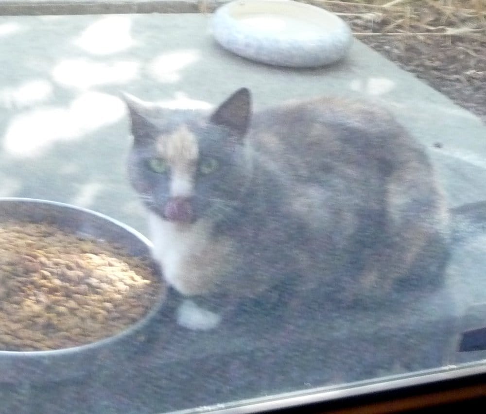 Where To Get My Cat Fixed Near Me Where To Get My Cat Fixed Near Me